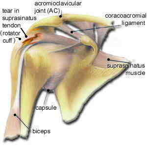 Anatomia Del Hombro